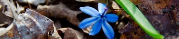 blue-flower