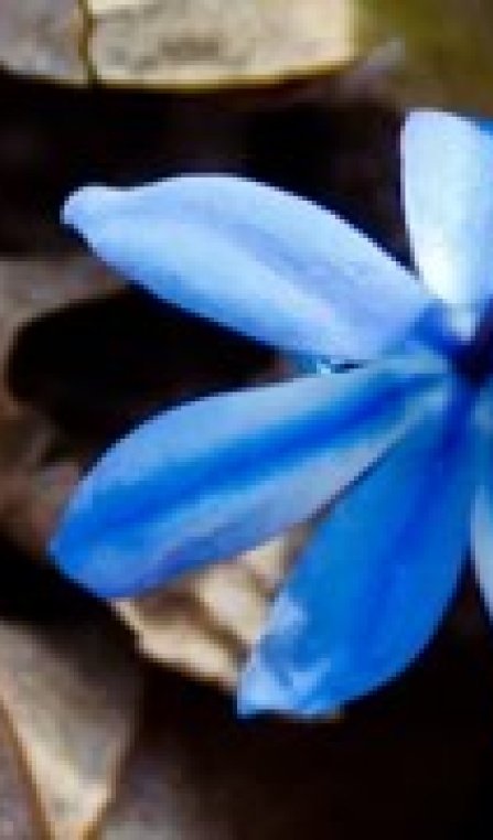 blue-flower