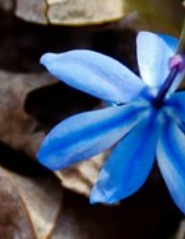 blue-flower