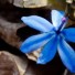 blue-flower