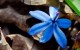 blue-flower