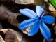 blue-flower