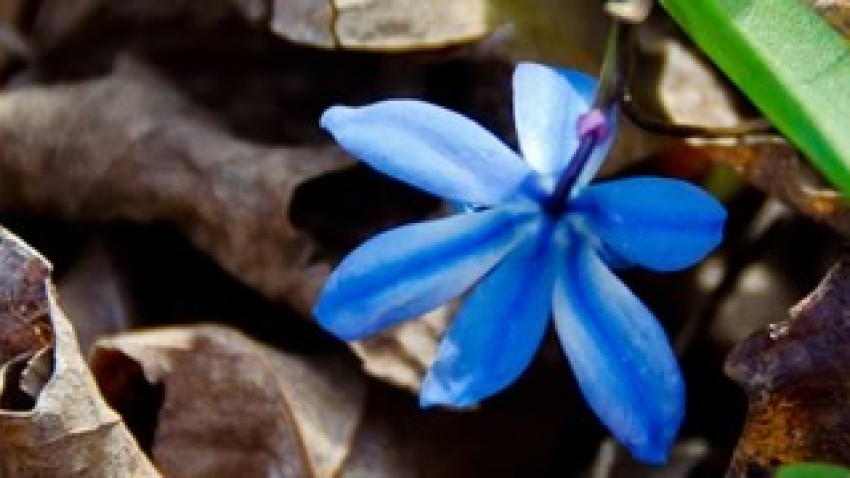 blue-flower