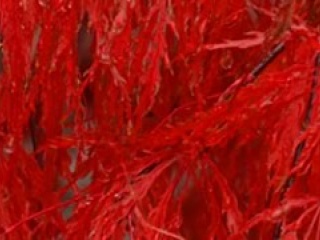 maple