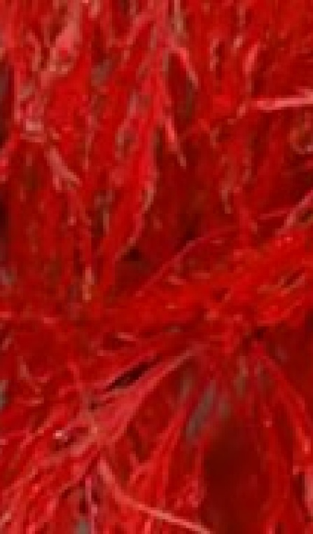 maple