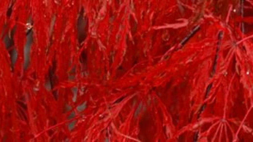 maple