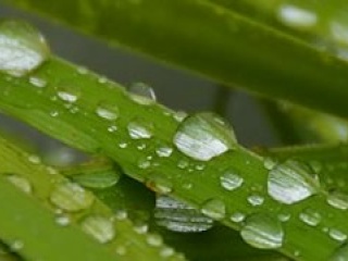 raindrops