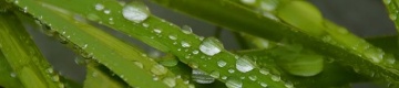 raindrops