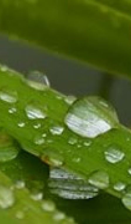 raindrops