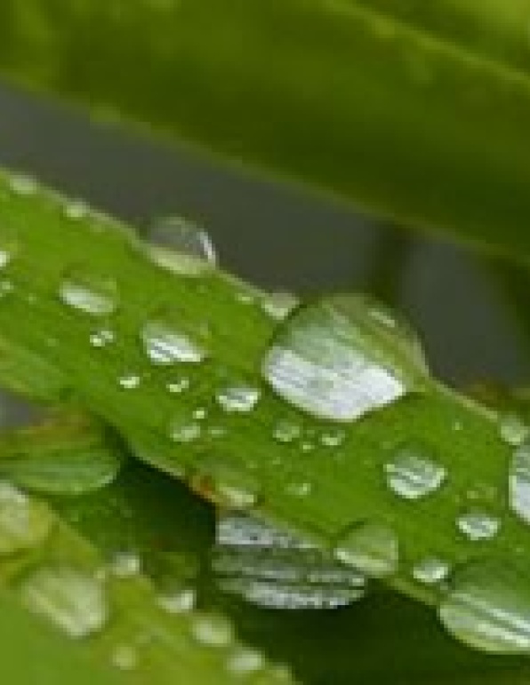 raindrops