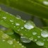 raindrops