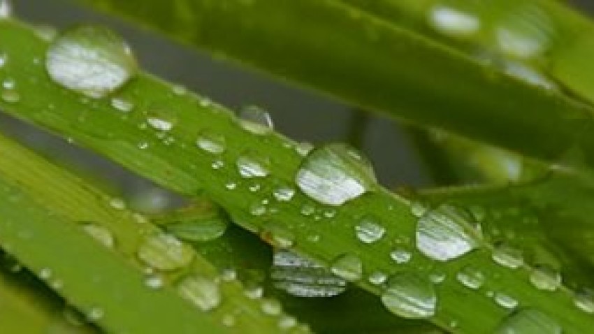 raindrops