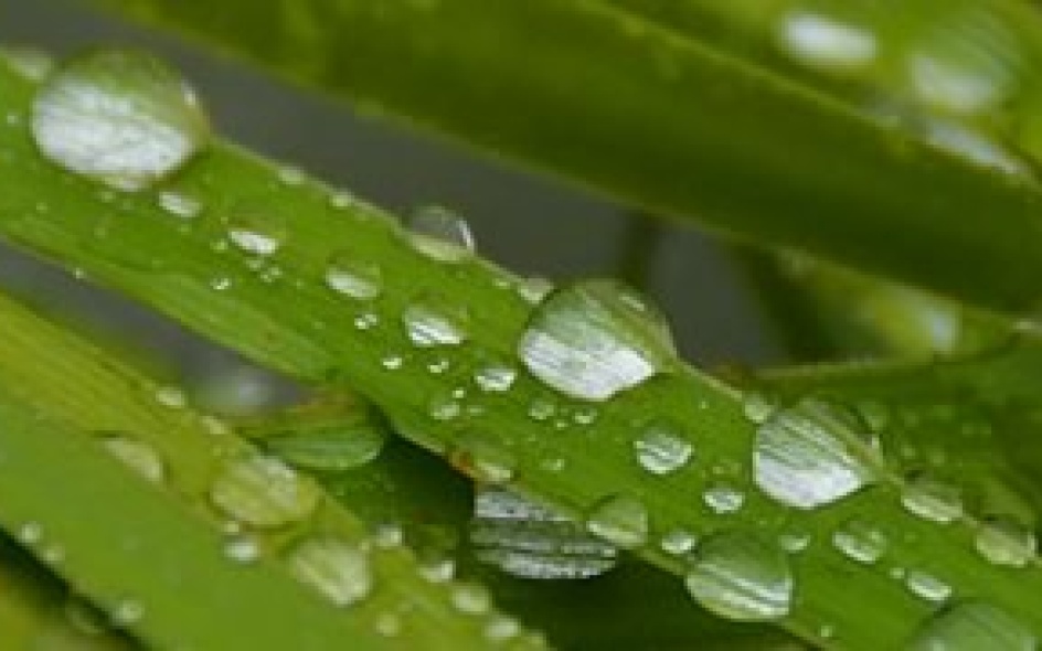 raindrops